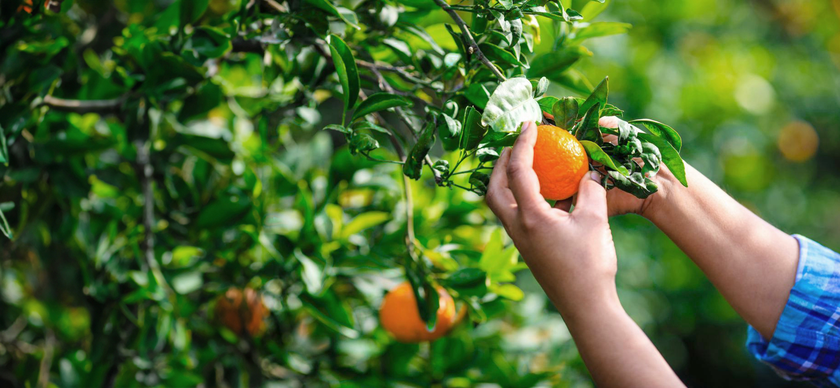 今年会发布 2023 年第四季度及全年财务业绩